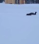 Ducks Swimming on Snow