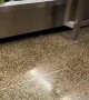 Baggage Claim Spills Block of Frozen Chicken