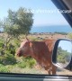 Cow Gives Passersby Some Good Directions