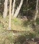 Bushwalker Stumbles Upon Giant Snake