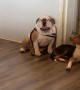 Doggy Doesn’t Like Staying at Daycare