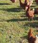 Chickens Rounded up in One Easy Step
