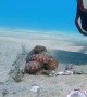 Wiley Octopus Punches Diver