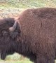 Yellowstone Bison Bellows