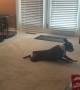 Duncan the Boston Terrier Loves Scooting Around Carpet