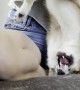 Puppy Does Handstand During Grooming