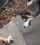 Cat Teases Leashed Puppies