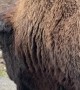 Lone Bison Holds Up Traffic