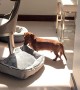 Doggy Drags His Bed into Warm Winter Sun