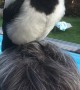 Trusting Magpie Stands on Man's Head