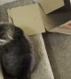 Cardboard Box Taxis Kitty Downstairs