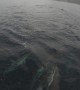 Pod of Dolphin Entertain Ladies on Front of Boat