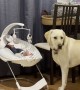 Lab Gently Licks New Brother