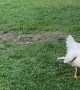 Hilarious Thick Chickens Sprint Towards Man