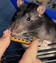 Talented Rat Plays Tiny Harmonica