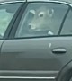 Car with a Cow in the Backseat