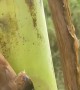 Bird Gets Beak Stuck in Banana Tree