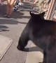 Bear Casually Strolls Through Crowded Corner