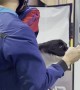 Doggy Trains for Indoor Skydiving