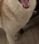 Husky Screams When She Can't Catch Fly on Ceiling