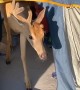 Deer Joins Campers in Tent