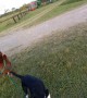Border Collie Helps Walk Horse