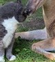 Deer Gives Cat  Bath