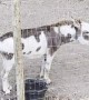 Neighborhood Donkey Makes Excellent Alarm Clock