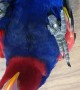 Hyper Parrot Loves Playing Peekaboo