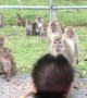 Wild Monkeys Meet Adopted Infant