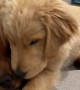 Golden Retriever Siblings are Best Friends