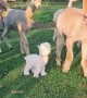 Confused alpacas utterly bewildered by lookalike imposter
