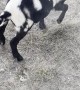 Rescuing a Goat with its Head Stuck in a Hole
