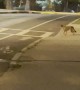 Coyote Uses Boston Crosswalk