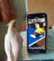 Bird Tries to Find Friend on Screen