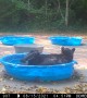 Adorable Bear Having a Good Scratch in the Pool