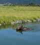 Moose Swimming on a Hot Summer Day