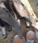 Giant Anteater Enjoys Dinner With His Enormous Tongue