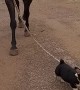 Corgi Puppy Leads Horsy Pal