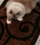 Ragdoll Kitty Disapproves of New Rug