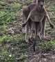 Mothers Pouch Too Tight for Kangaroo Joey