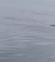 Flying Fish Photobombs Dolphin Pod at Play