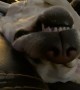 Sleeping Doggy Snores Loudly