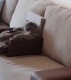 Cat Comfortably Watches Movie