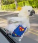 Super Bird Surfs From Car