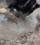 Doggy Dives Face First into Mud Puddle