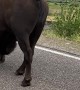 Bikers Have Close Encounter with Wandering Bison