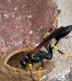 Dirt Dauber Builds Its Mud House