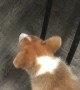 Cat's Tail Taunts Corgi