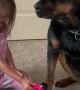 Patient Rottweiler Maya Gets Pampered on Spa Day